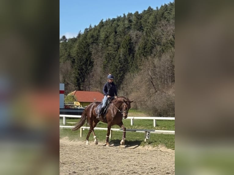 Hannoveraner Stute 5 Jahre 170 cm Dunkelfuchs in Wirtschaft