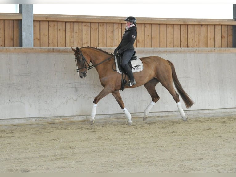Hannoveraner Stute 5 Jahre 170 cm Fuchs in Wellheim