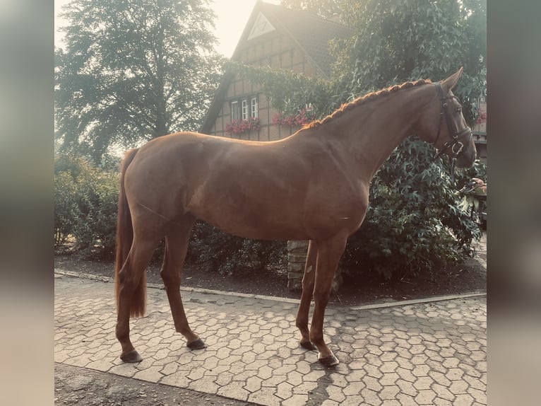 Hannoveraner Stute 5 Jahre 170 cm Fuchs in Minden