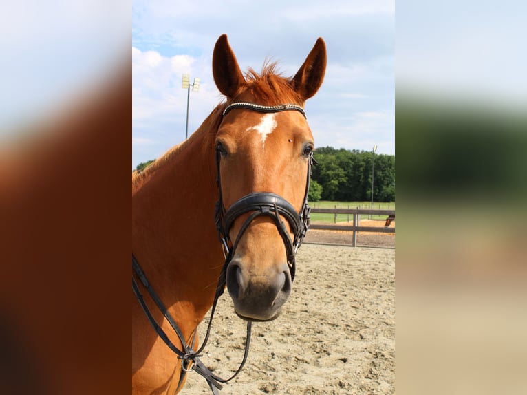 Hannoveraner Stute 5 Jahre 170 cm Fuchs in Wittingen