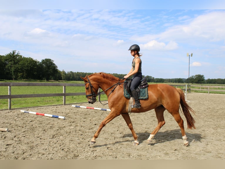 Hannoveraner Stute 5 Jahre 170 cm Fuchs in Wittingen