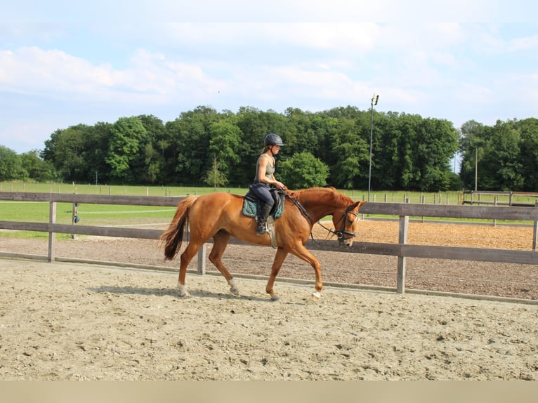 Hannoveraner Stute 5 Jahre 170 cm Fuchs in Wittingen