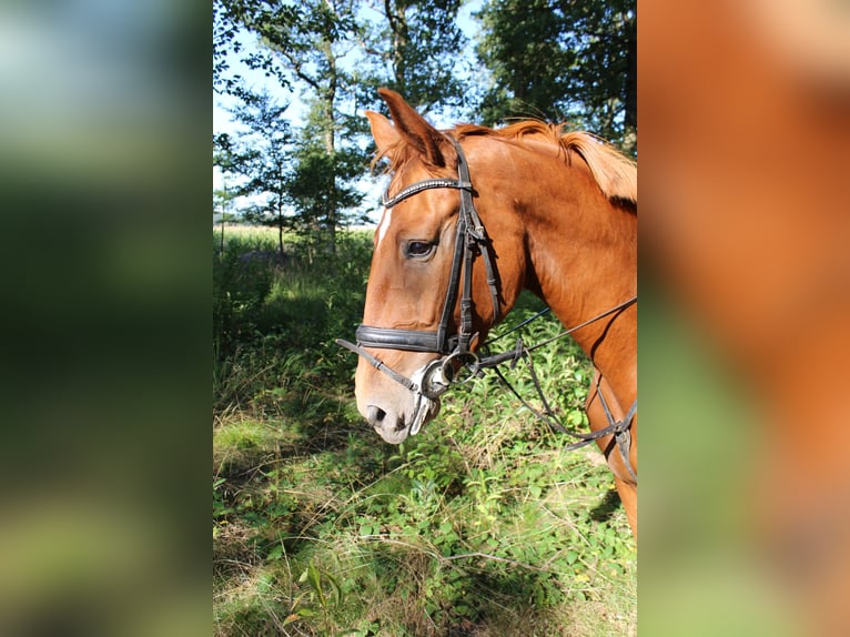 Hannoveraner Stute 5 Jahre 170 cm Fuchs in Wittingen