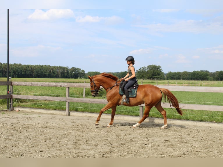 Hannoveraner Stute 5 Jahre 170 cm Fuchs in Wittingen