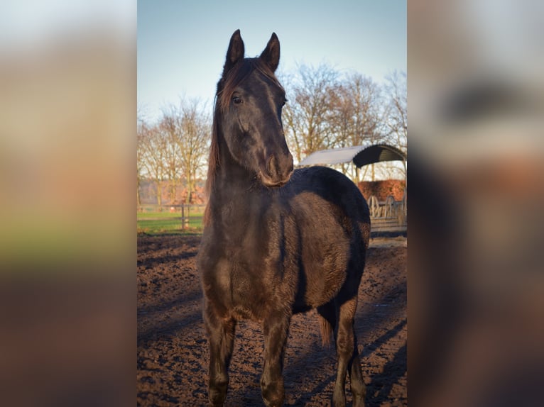 Hannoveraner Stute 5 Jahre 170 cm Rappe in Merzen