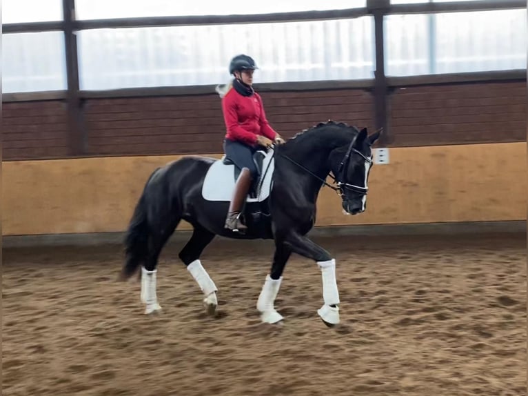 Hannoveraner Stute 5 Jahre 170 cm Rappe in Selsingen