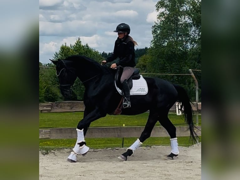 Hannoveraner Stute 5 Jahre 170 cm Rappe in Wangen im Allg&#xE4;u