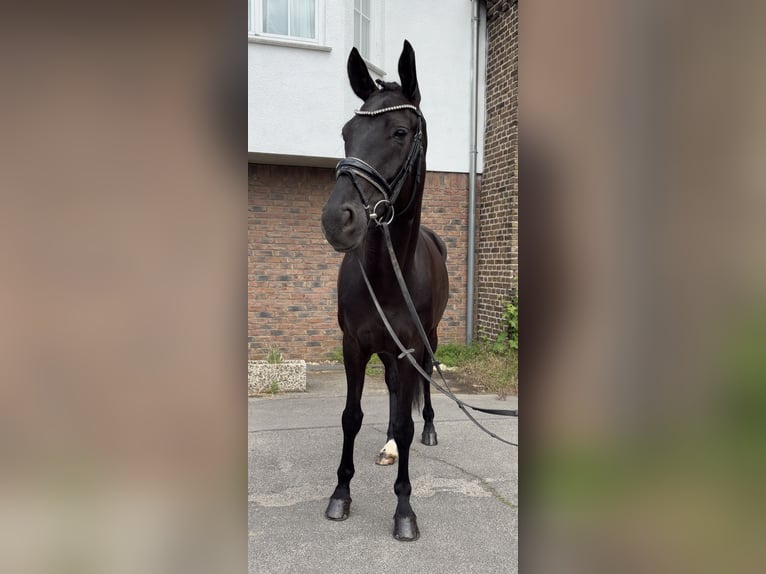 Hannoveraner Stute 5 Jahre 170 cm Rappe in Niederkassel