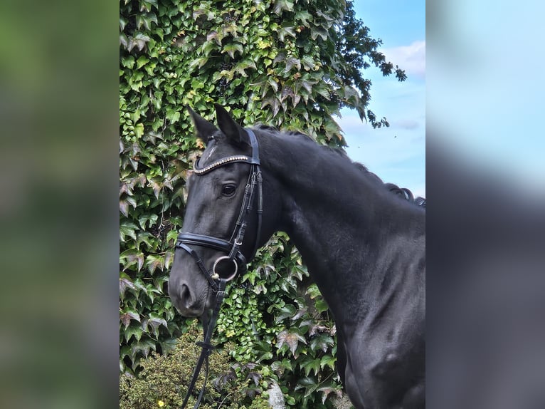 Hannoveraner Stute 5 Jahre 170 cm Rappe in Sprockhövel