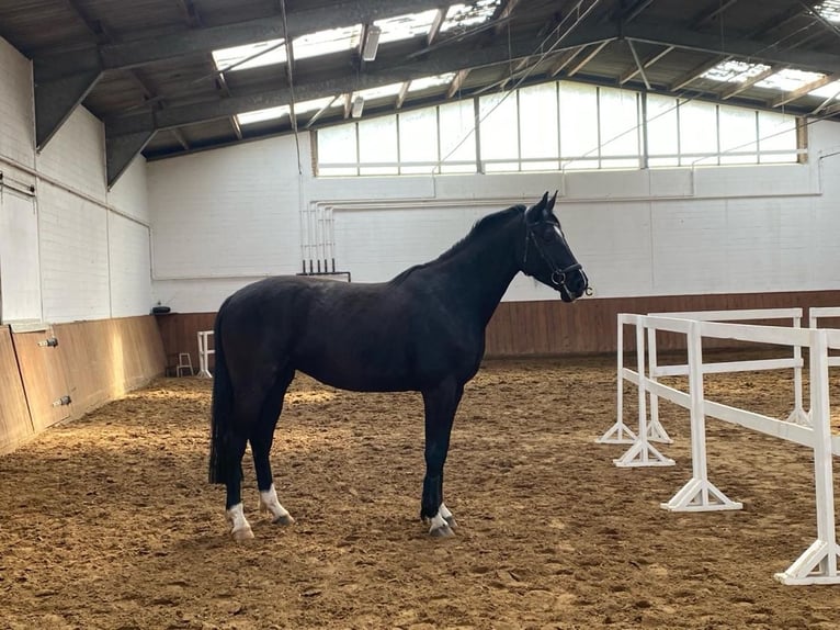Hannoveraner Stute 5 Jahre 170 cm Rappe in Wietze