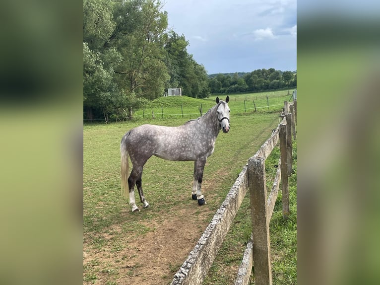 Hannoveraner Stute 5 Jahre 170 cm Schimmel in Westhausen