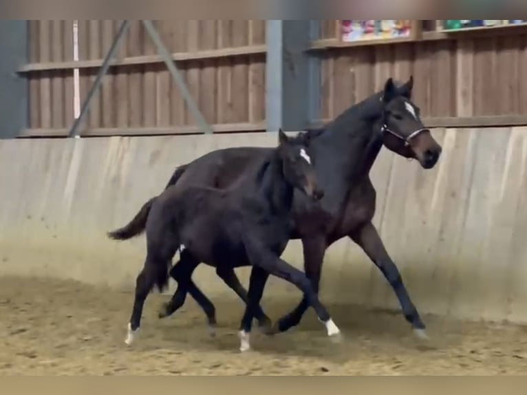 Hannoveraner Stute 5 Jahre 171 cm Brauner in Vlotho