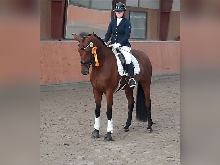Hannoveraner Stute 5 Jahre 171 cm Brauner in Nienhagen
