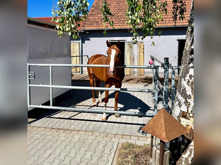 Hannoveraner Stute 5 Jahre 171 cm Fuchs in Bopfingen