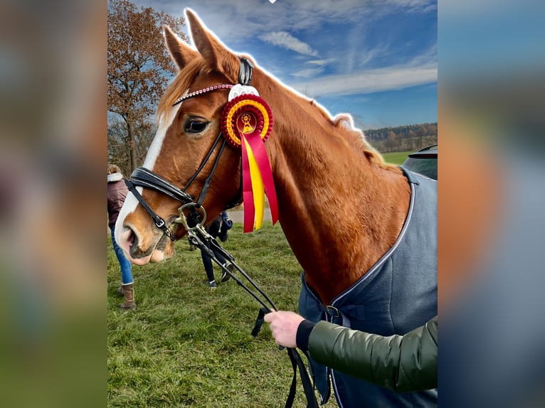 Hannoveraner Stute 5 Jahre 171 cm Fuchs in Bopfingen