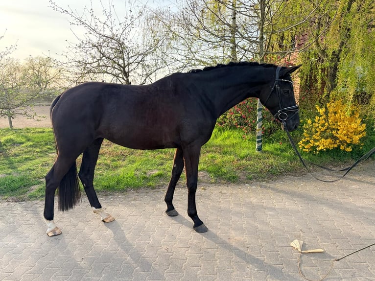 Hannoveraner Stute 5 Jahre 171 cm Rappe in Landesbergen