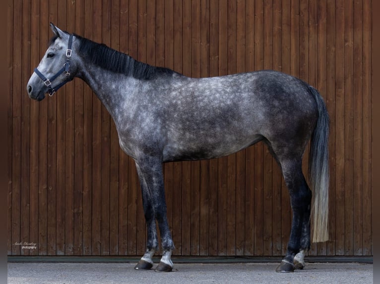 Hannoveraner Stute 5 Jahre 171 cm Schimmel in Traunreut