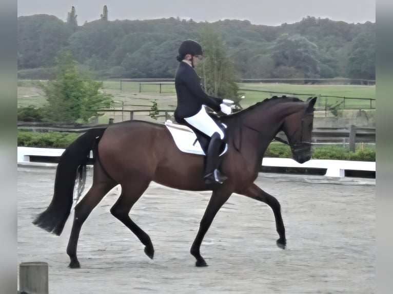 Hannoveraner Stute 5 Jahre 172 cm Brauner in Bassum