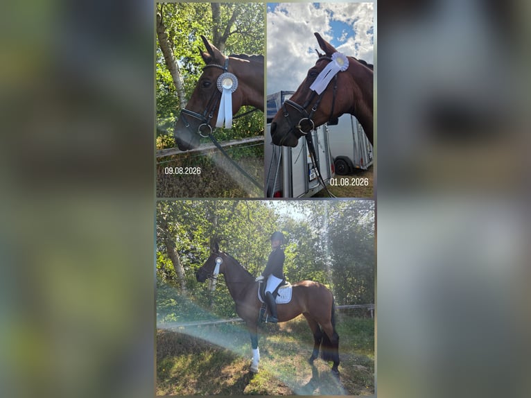 Hannoveraner Stute 5 Jahre 172 cm Brauner in Bassum