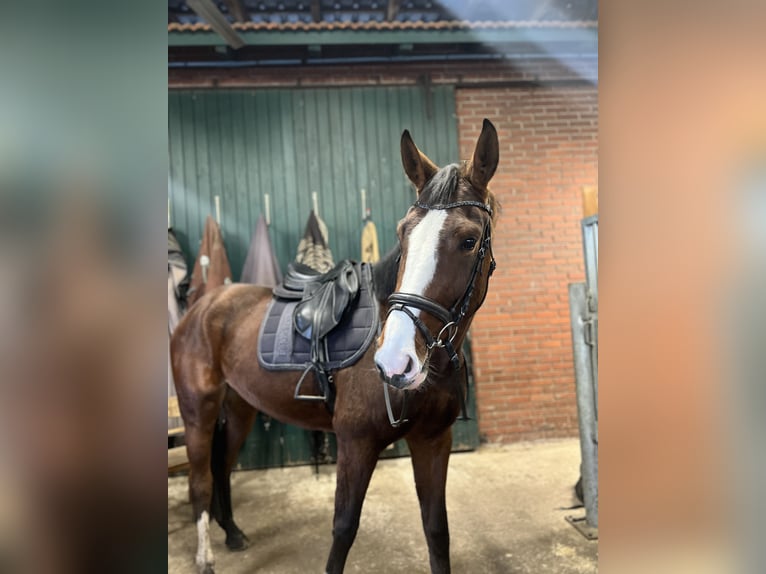 Hannoveraner Stute 5 Jahre 172 cm Brauner in Bramsche