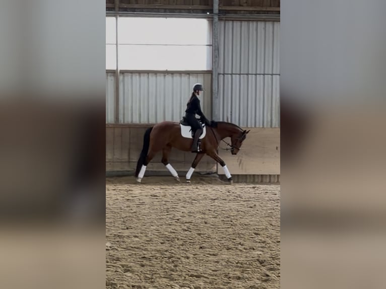 Hannoveraner Stute 5 Jahre 172 cm Brauner in Schellerten