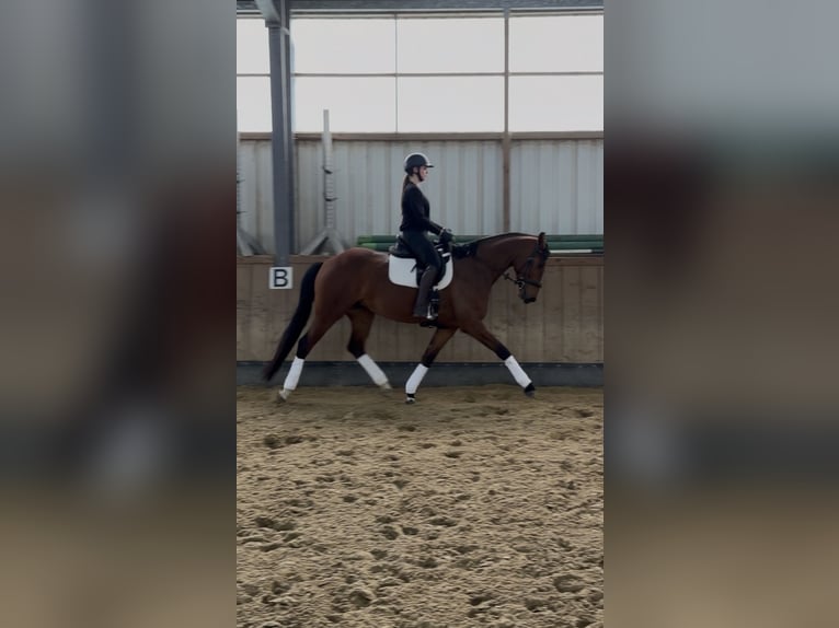 Hannoveraner Stute 5 Jahre 172 cm Brauner in Schellerten