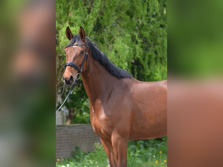 Hannoveraner Stute 5 Jahre 172 cm Brauner in Schellerten