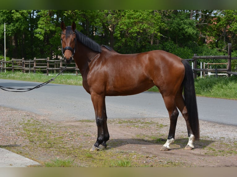Hannoveraner Stute 5 Jahre 172 cm Brauner in Schellerten
