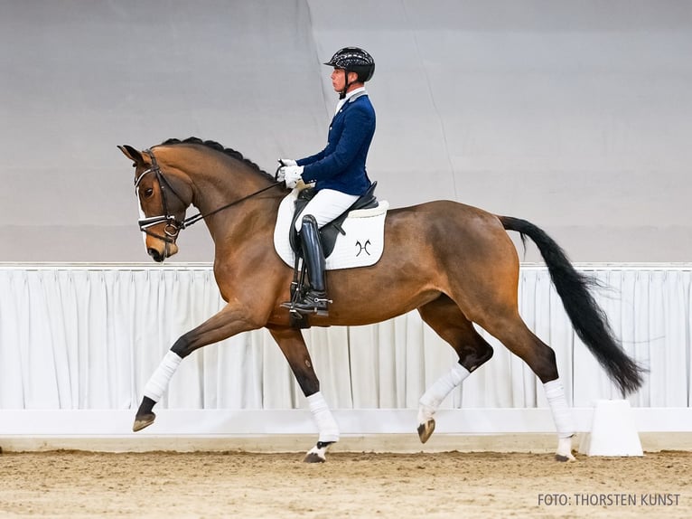 Hannoveraner Stute 5 Jahre 172 cm Brauner in Verden