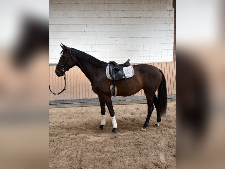 Hannoveraner Stute 5 Jahre 172 cm Brauner in Ortenberg