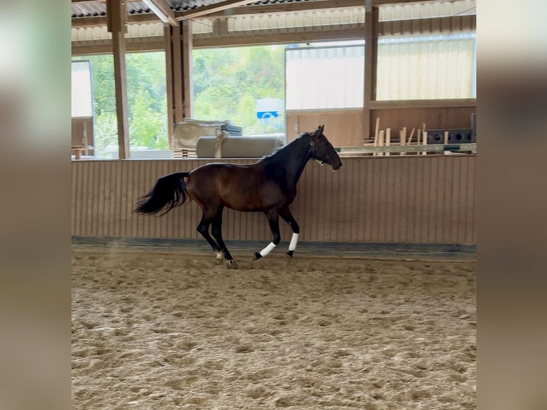 Hannoveraner Stute 5 Jahre 172 cm Brauner in Ortenberg