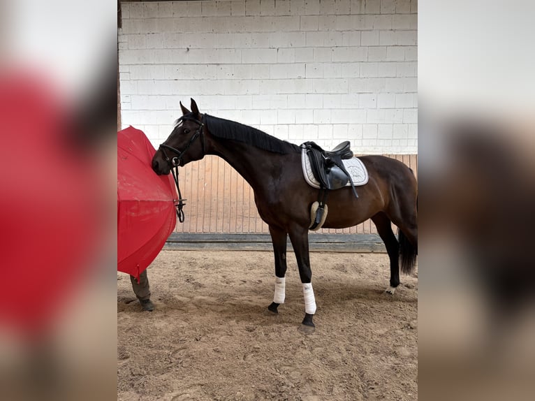 Hannoveraner Stute 5 Jahre 172 cm Brauner in Ortenberg
