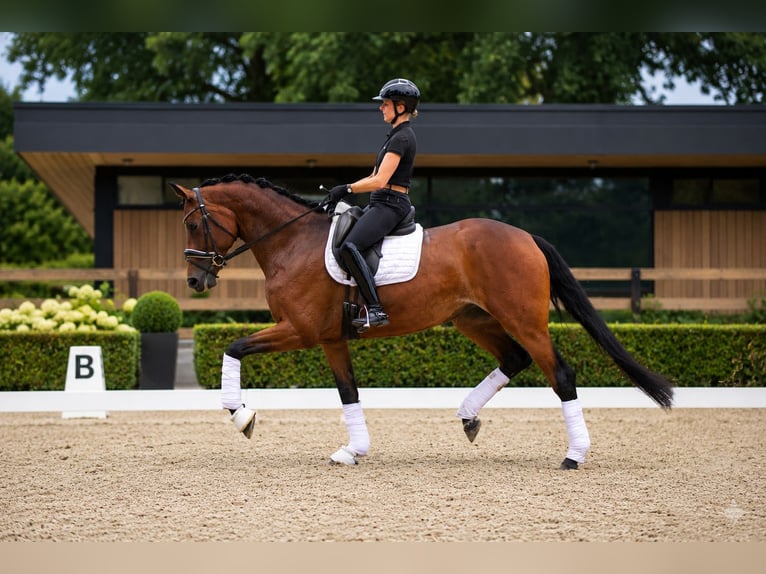 Hannoveraner Stute 5 Jahre 172 cm Brauner in Walsrode