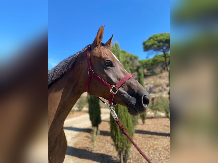 Hannoveraner Stute 5 Jahre 172 cm  in Argentona