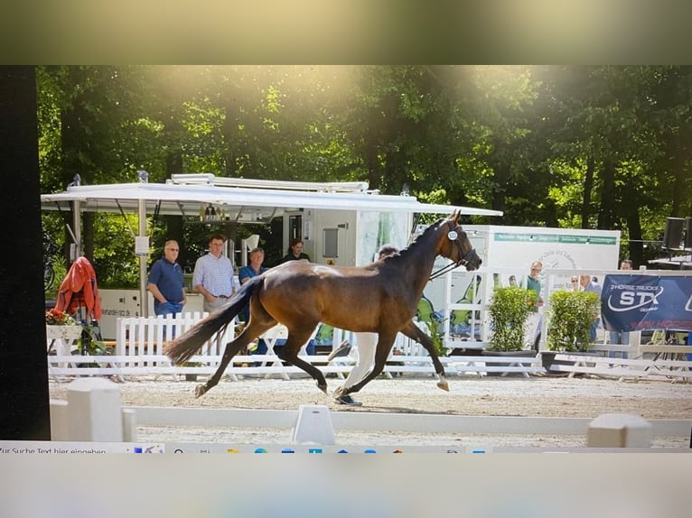 Hannoveraner Stute 5 Jahre 172 cm Dunkelbrauner in Eschweiler