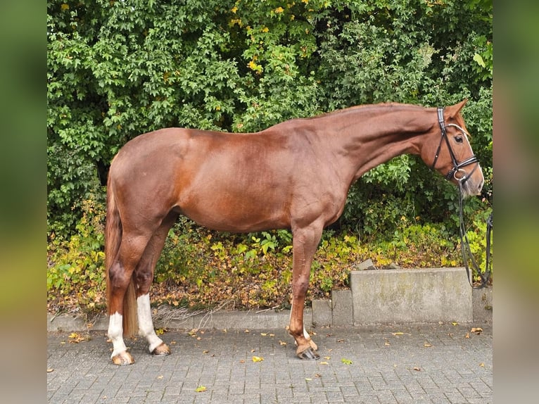 Hannoveraner Stute 5 Jahre 172 cm Fuchs in Diepholz