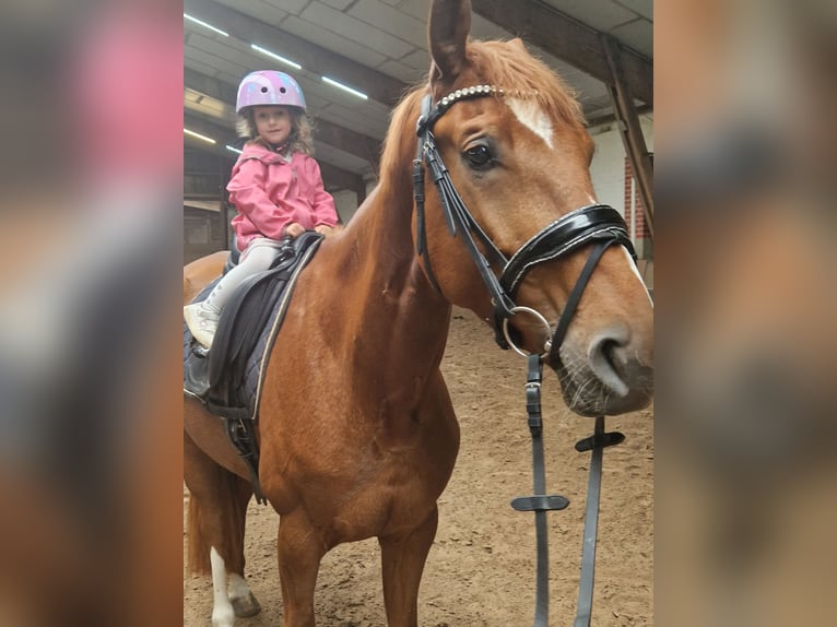 Hannoveraner Stute 5 Jahre 172 cm Fuchs in Hamburg