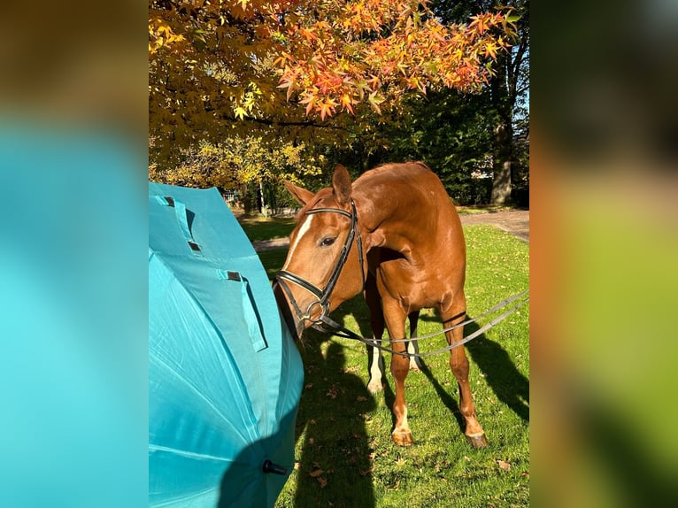 Hannoveraner Stute 5 Jahre 172 cm Fuchs in Lastrup