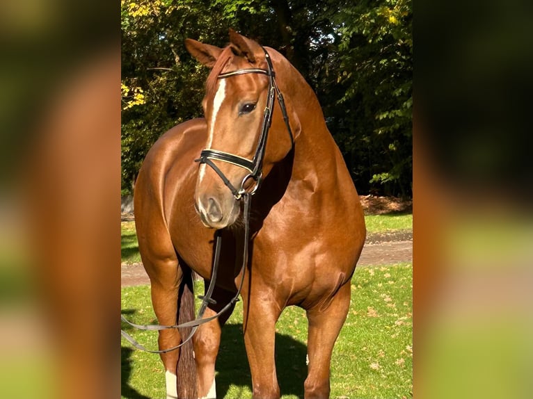 Hannoveraner Stute 5 Jahre 172 cm Fuchs in Lastrup
