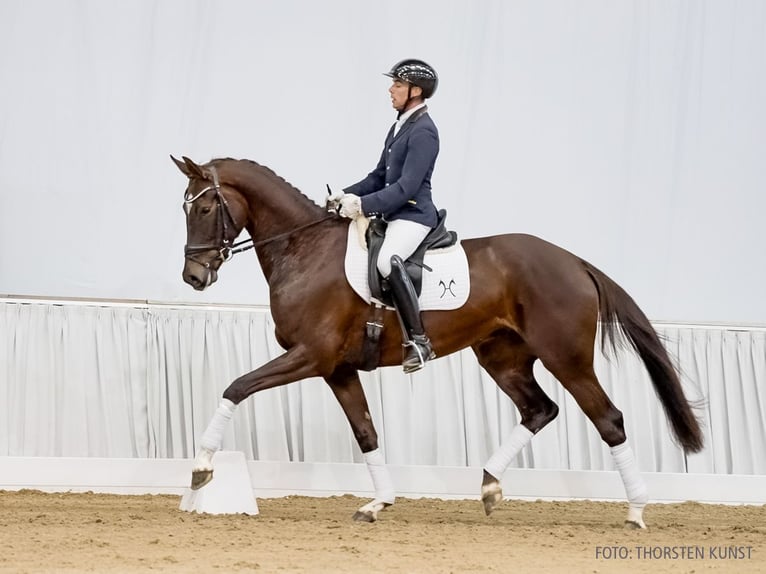 Hannoveraner Stute 5 Jahre 172 cm Fuchs in Verden