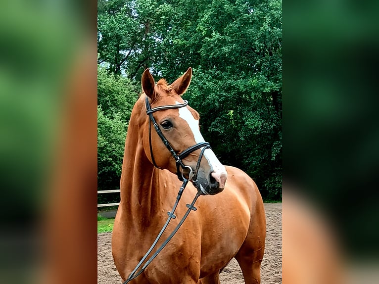 Hannoveraner Stute 5 Jahre 172 cm Fuchs in Barenburg