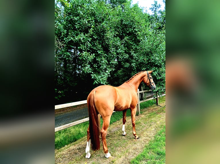 Hannoveraner Stute 5 Jahre 172 cm Fuchs in Barenburg