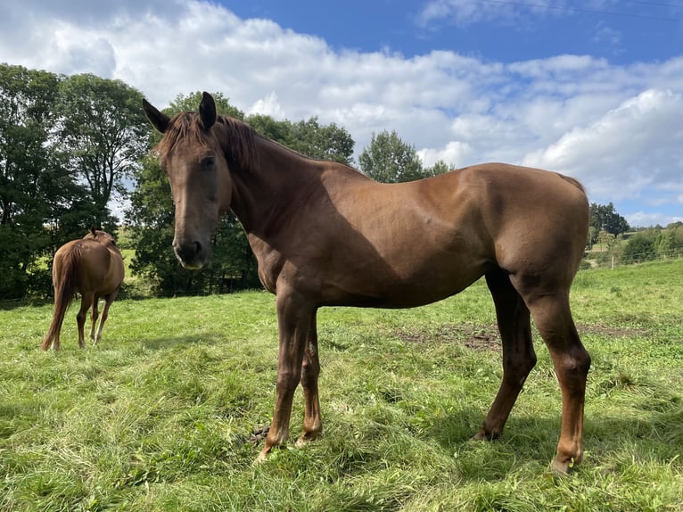 Hannoveraner Stute 5 Jahre 172 cm Fuchs in Emtmannsberg