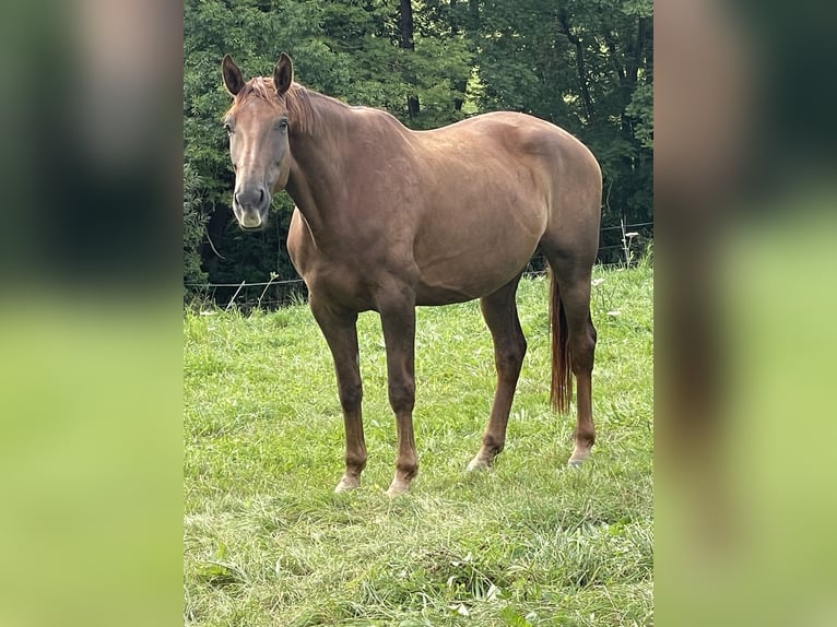 Hannoveraner Stute 5 Jahre 172 cm Fuchs in Emtmannsberg