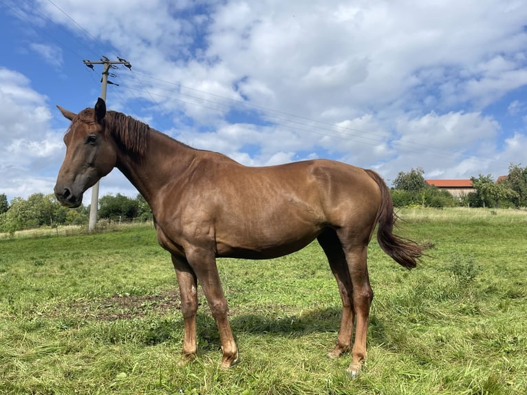 Hannoveraner Stute 5 Jahre 172 cm Fuchs in Emtmannsberg