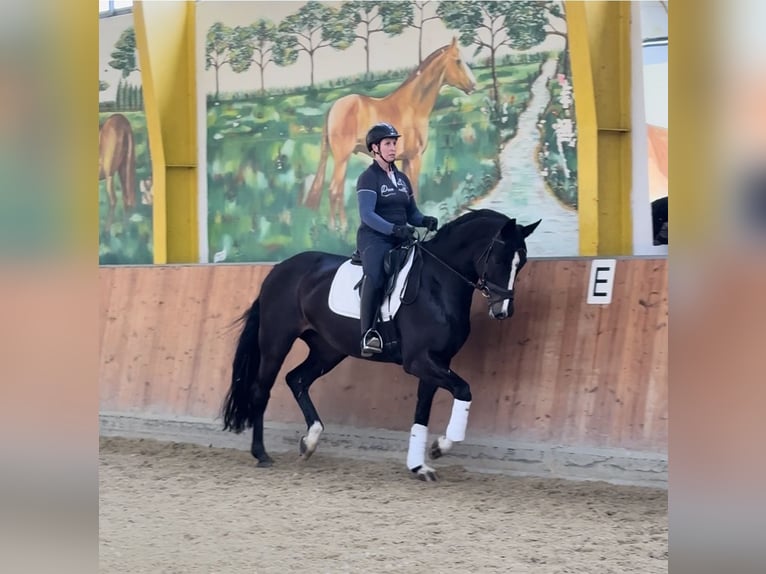 Hannoveraner Stute 5 Jahre 172 cm Rappe in Rees