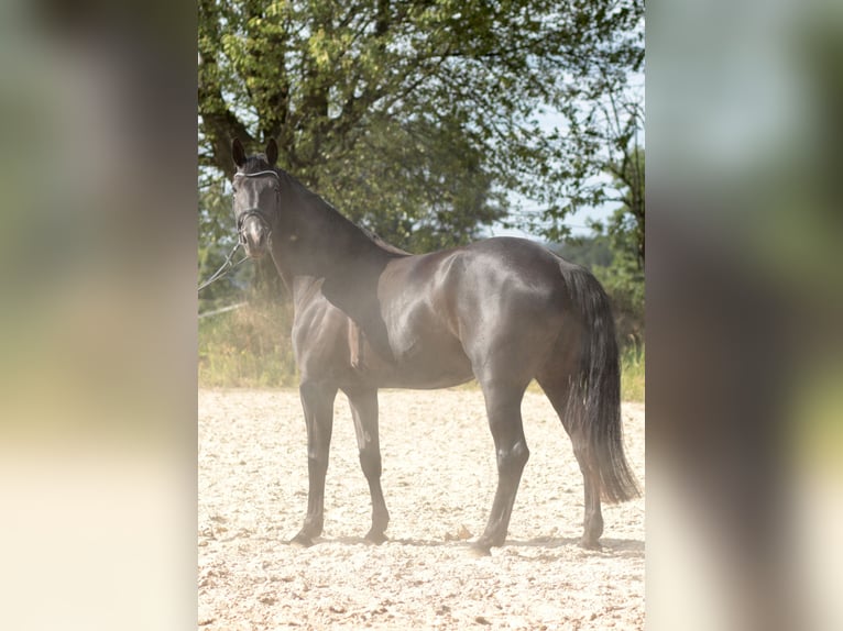 Hannoveraner Stute 5 Jahre 172 cm Rappe in Leverkusen