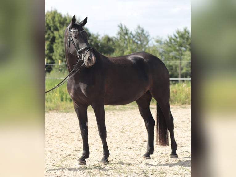 Hannoveraner Stute 5 Jahre 172 cm Rappe in Leverkusen