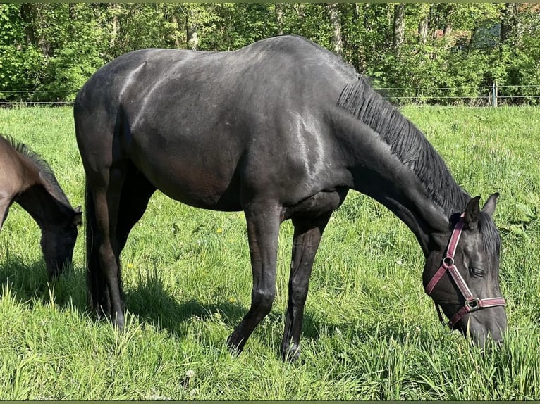 Hannoveraner Stute 5 Jahre 172 cm Rappe in StoetzeStoetze