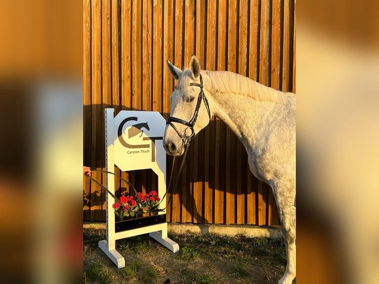 Hannoveraner Stute 5 Jahre 172 cm Schimmel in Uetze